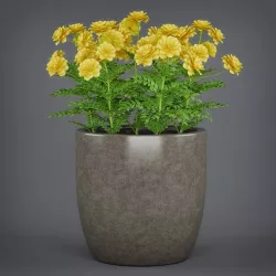 Potted Flower Plant