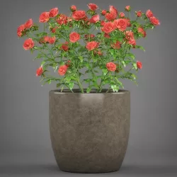 Potted Rose Plant