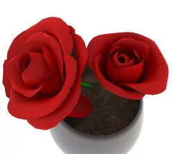 red rose
