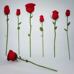 Rose Flower Collection