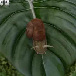 Snail