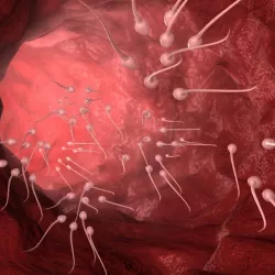 Sperm cells
