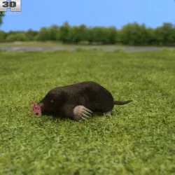 Star-Nosed Mole