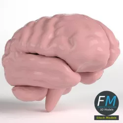 Stylized human brain
