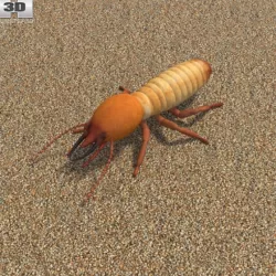 Termite