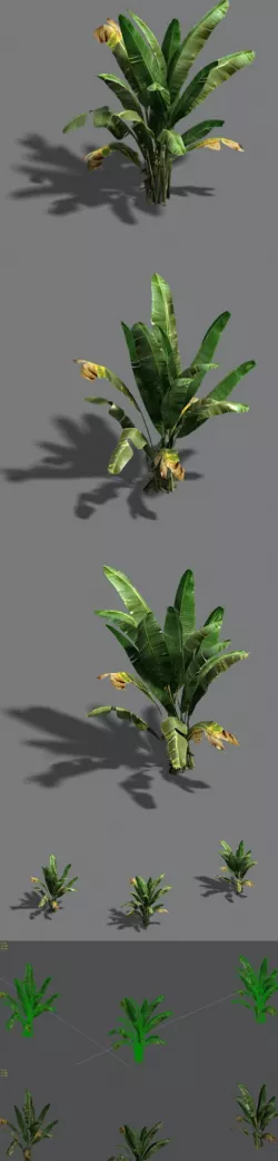 Trees - banana trees