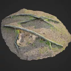 3d scanned nature forest roots 006