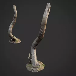 3d scanned nature forest roots 008