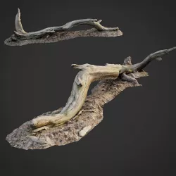 3d scanned nature forest roots 009