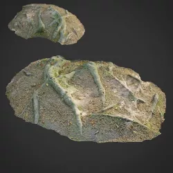 3d scanned nature forest roots 011