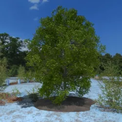 3D Tree