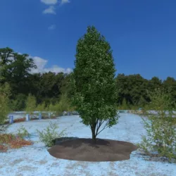 3D Tree