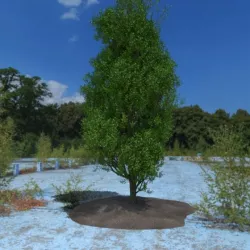 3D Tree