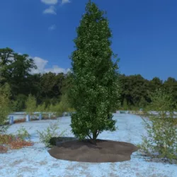 3D Tree