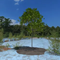 3D Tree