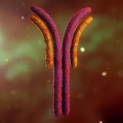 Antibody Anatomy Immune biology Cell Human system
