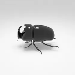 beetle