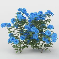 Blue Daisies Flower Bush