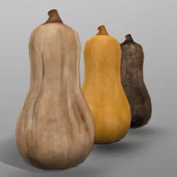 Butternut Squash