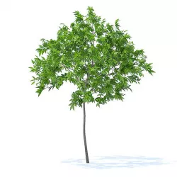 Cherry Tree 3D Model 2.5m