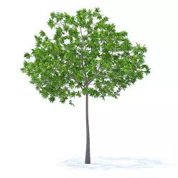 Cherry Tree 3D Model 3.3m