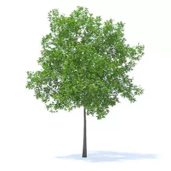 Cherry Tree 3D Model 5.7m