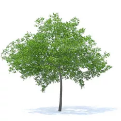 Cherry Tree 3D Model 6.5m