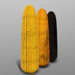 Corn