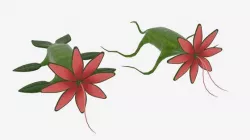 Crawling Monster Flower