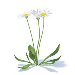 Daisies 3D Model