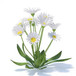 Daisies 3D Model