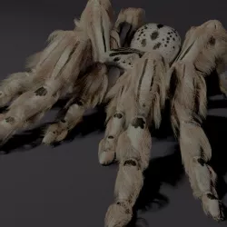 Evil white spider
