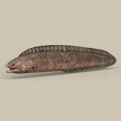 Game Ready Moray Fish