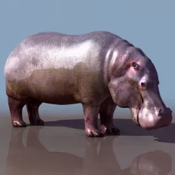 Hippo 3d