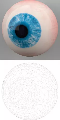 Human Eye 3D Model