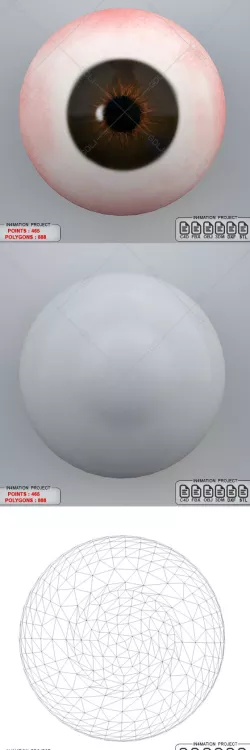 Human Eye 3D Model