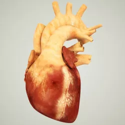Human Heart Animated