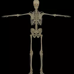 Human Skeleton
