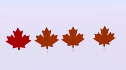 Maple Canada