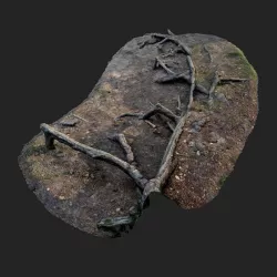 nature forest roots 002