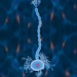 Nerve Cells Neuron 3d Model