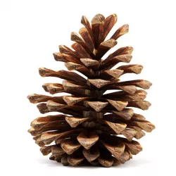 Pine cone