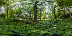 Realistic HDRI Image - Park, Flowers, & Plants