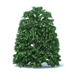 Round Shrub