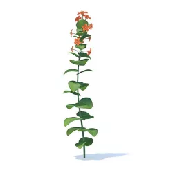 Scarlet Pimpernel 3D Model
