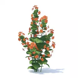 Scarlet Pimpernel 3D Model