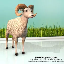 Sheep