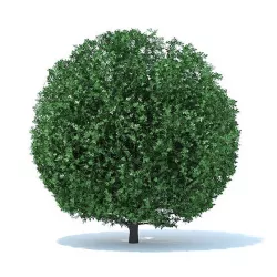 Spherical Shrub