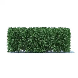 Straight Hedge