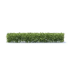 Straight Hedge